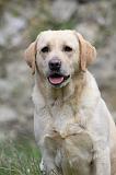 LABRADOR 857